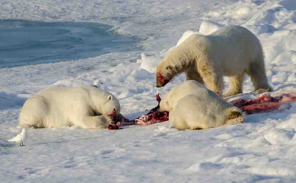 Oso Polar - islas Svalbard - Noruega 72.jpg
